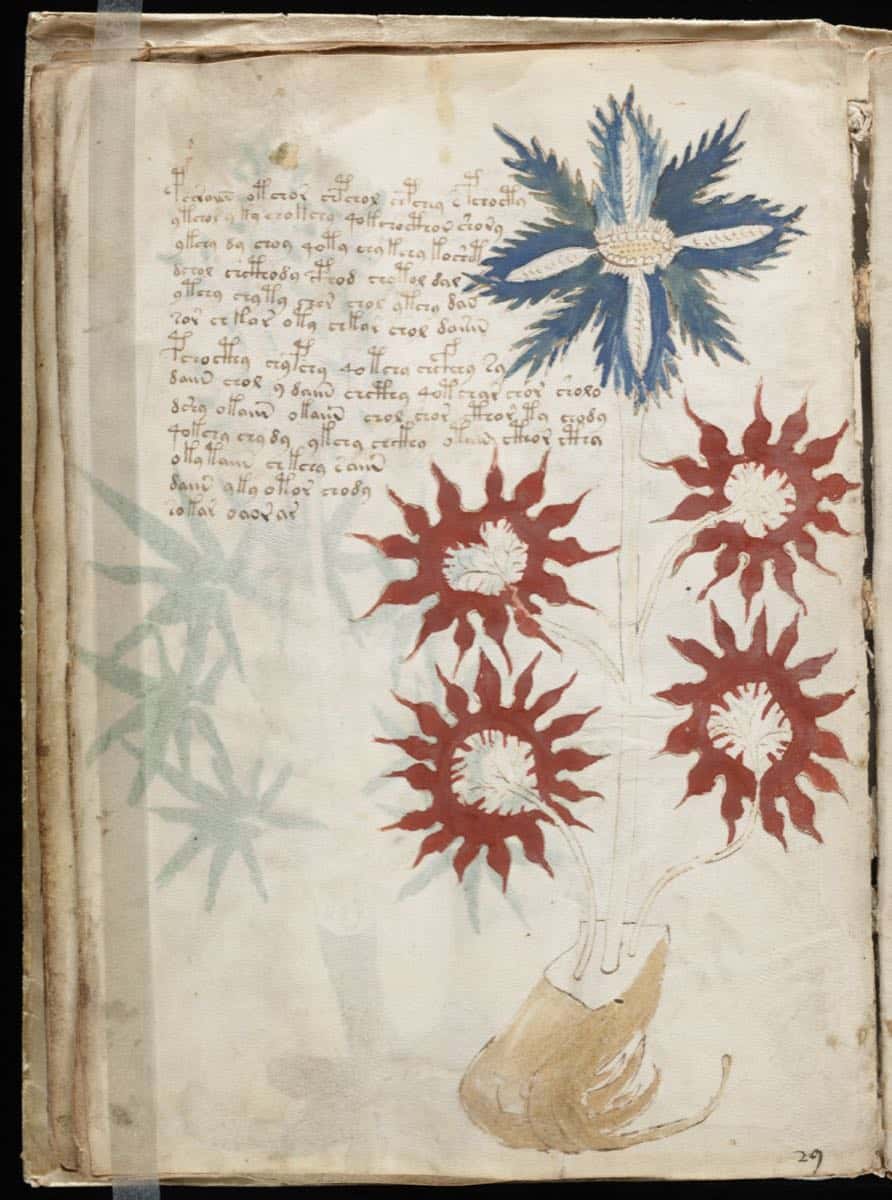 A folio of the Voynich manuscript, with looping script and plant drawings